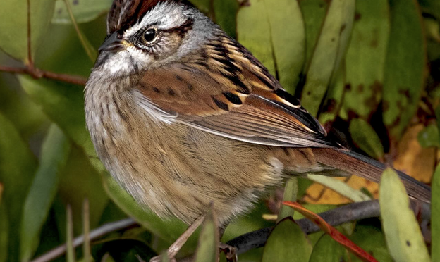 A Swamp Sparrow encounter in eastern NC